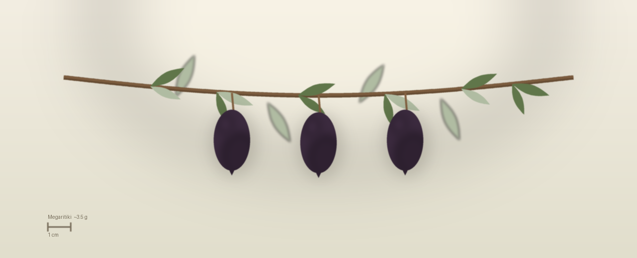 Drawing of Megaritiki olives to scale, about 3.5 grams, elongated, black-purple for oil and black table olives; picked green when destined for green table olives at harvest.