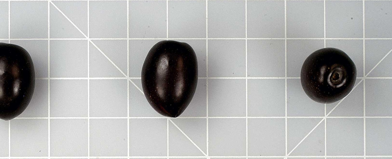 Mission olives, whole fruit on the germplasm reference grid