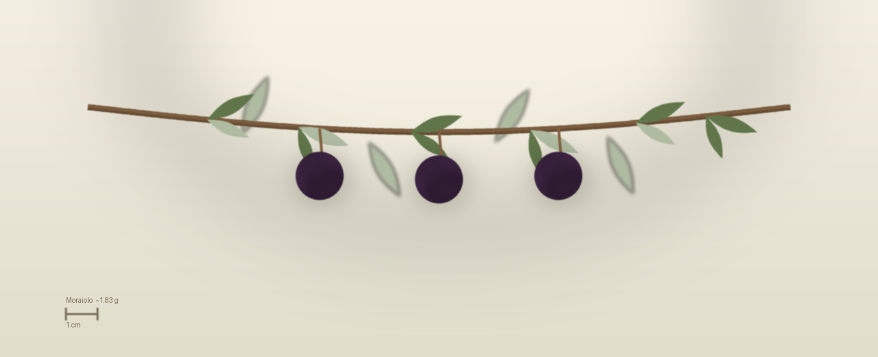 Drawing of Moraiolo olives to scale, about 1.83 grams, spherical, purple black at harvest.