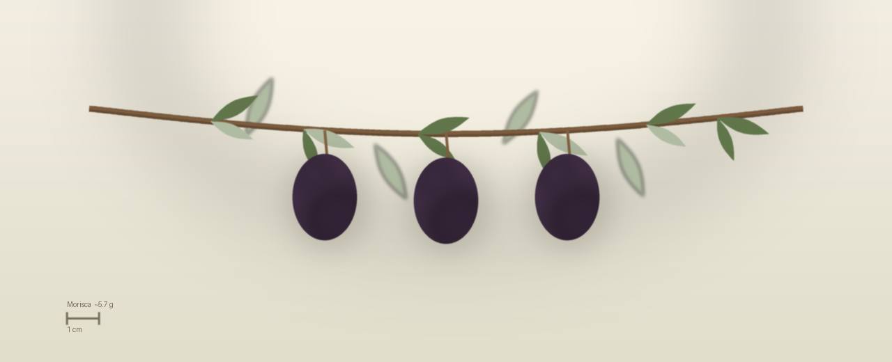Drawing of Morisca olives to scale, about 5.7 grams, asymmetric ovoid, violet to black, late harvest at harvest.