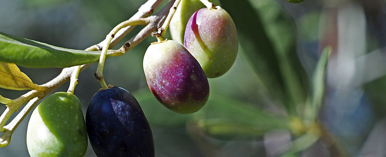 Cailletier olives on the branch, turning from green to black