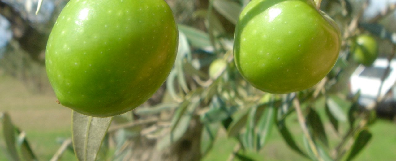 Two green Nocellara del Belice olives on the branch