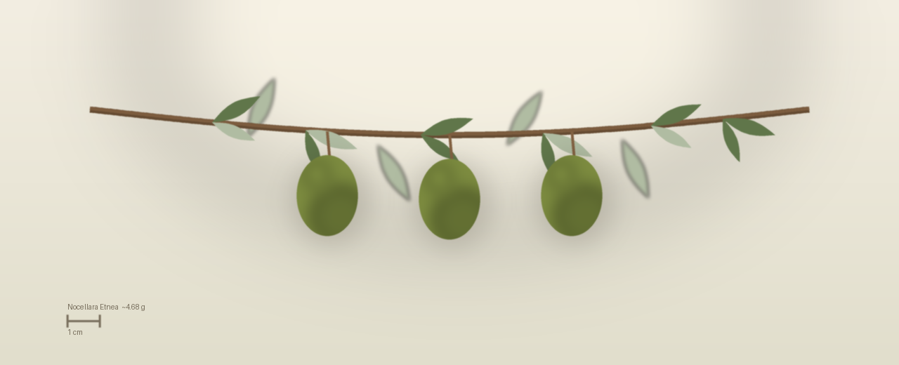 Drawing of Nocellara Etnea olives to scale, about 4.68 grams, ovoid, green, picked green for table at harvest.