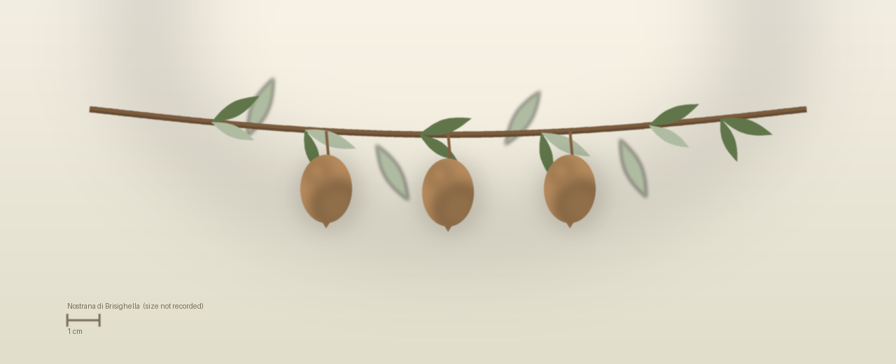 Drawing of Nostrana di Brisighella olives to scale, size not recorded, ovoid, straw yellow flecked red, turning light purple at harvest.