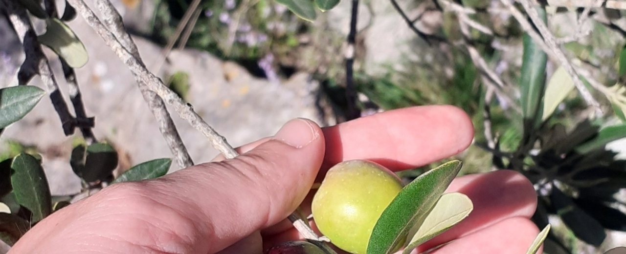 Oblica olives held on the branch, Mali Iž, Croatia