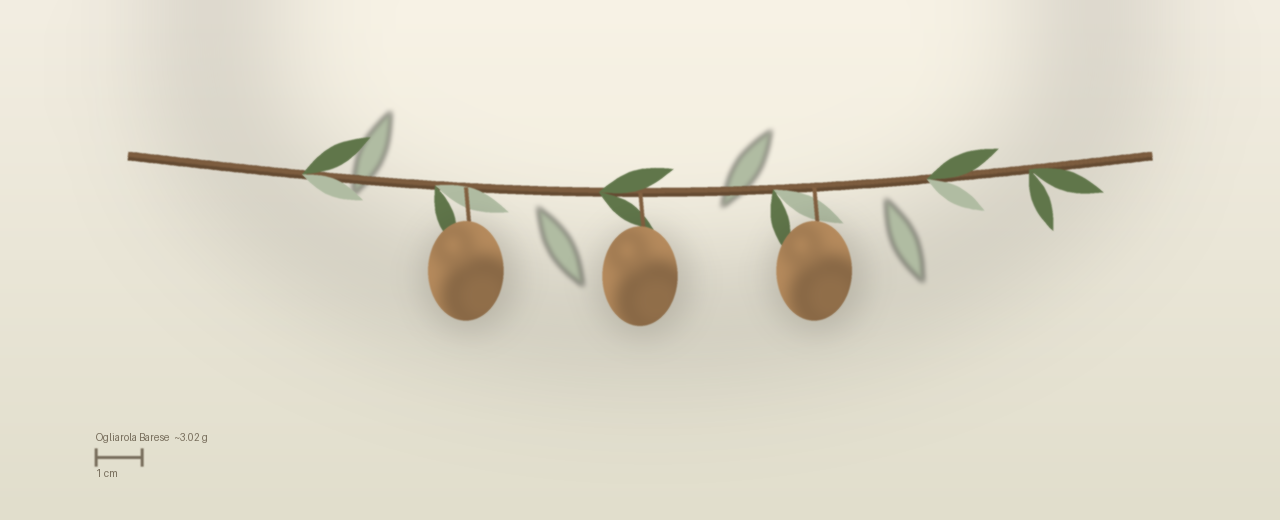 Drawing of Ogliarola Barese olives to scale, about 3.02 grams, ovoid, straw yellow flecked red, turning light purple at harvest.