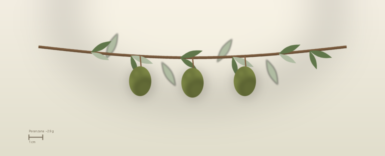 Drawing of Peranzana olives to scale, about 2.9 grams, asymmetric ovoid, green, colour just breaking at one-third veraison at harvest.