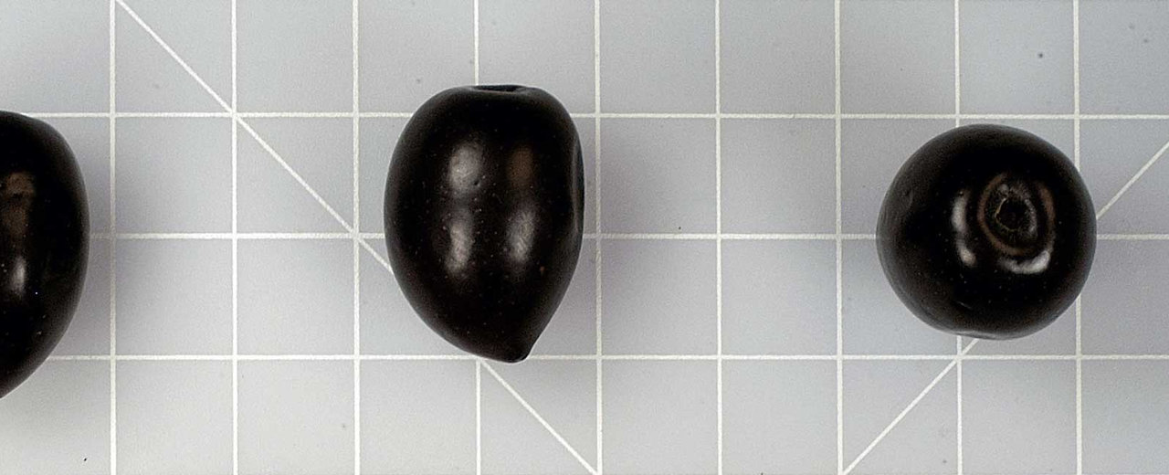 Picholine Marocaine olives, whole fruit on the germplasm reference grid