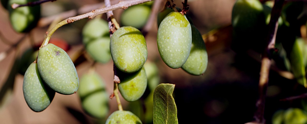 Picholine olives on the branch (INRA reference photo)