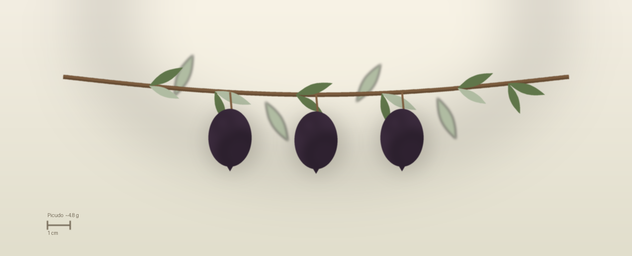 Drawing of Picudo olives to scale, about 4.8 grams, asymmetric ovoid, purple black, late harvest at harvest.