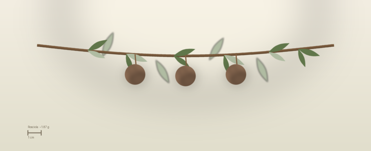 Drawing of Rosciola olives to scale, about 1.87 grams, spherical, light green flushing violet-red, heavily lenticelled at harvest.