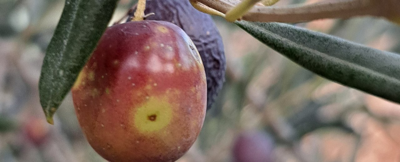 A ripe red Royal olive on the branch