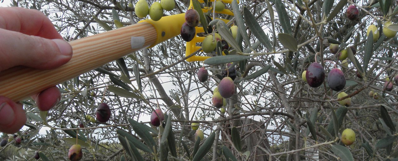 Salonenque olives being harvested with a comb