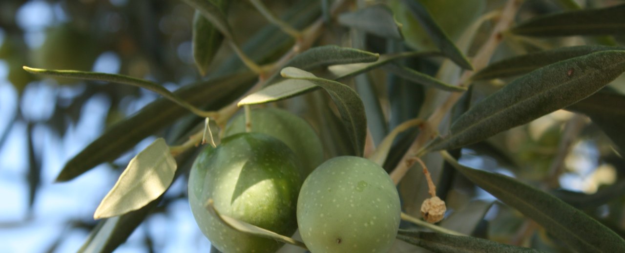 Sevillano olives on the tree at Corning, California