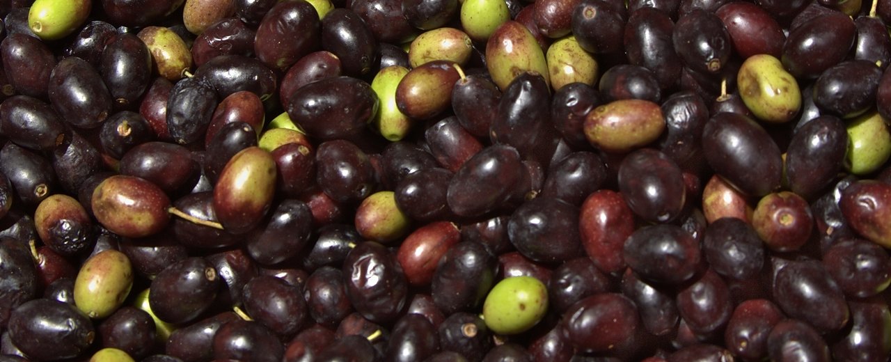 Harvested Taggiasca olives ready for the mill