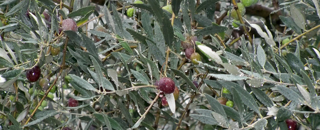 Tanche olives on the tree