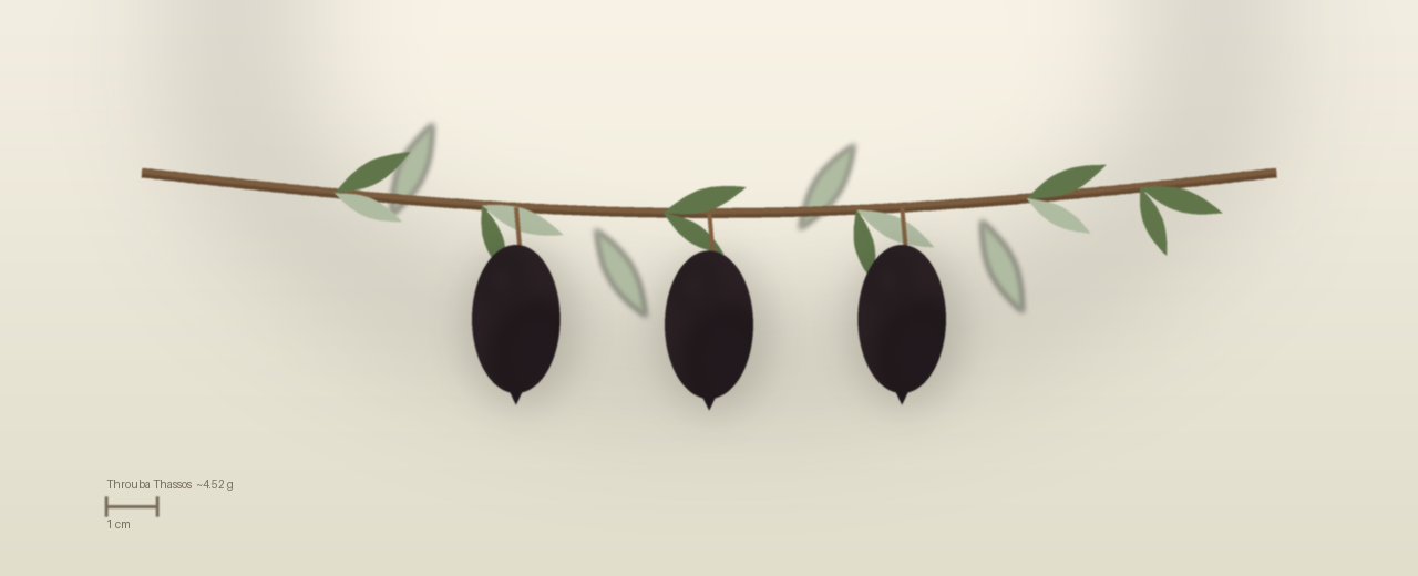 Drawing of Throuba Thassos olives to scale, about 4.52 grams, elongated, wrinkled black, over-ripened and shrivelled on the tree at harvest.