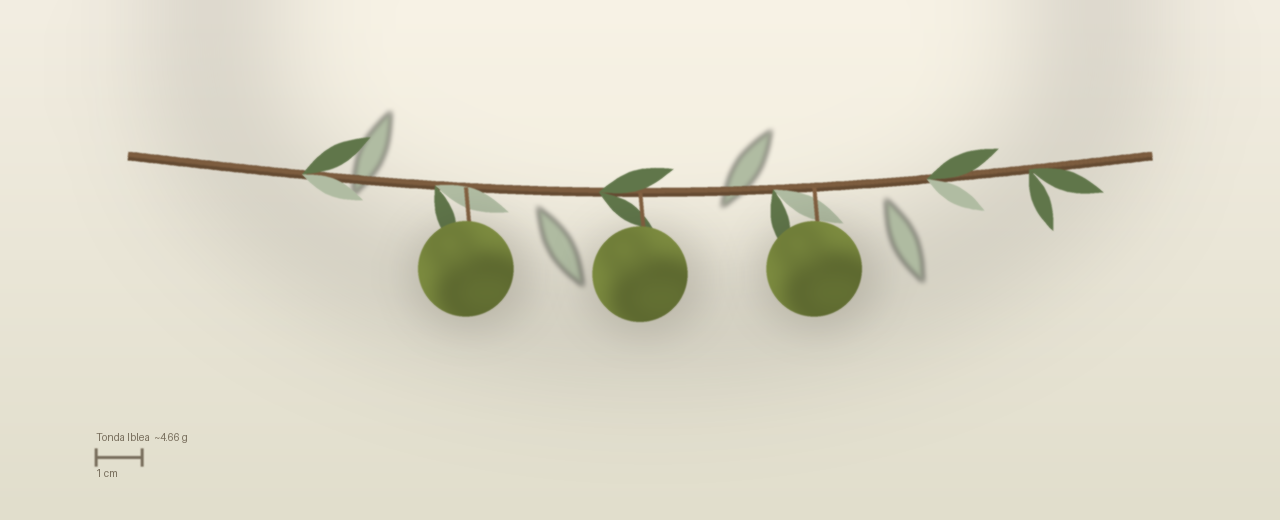 Drawing of Tonda Iblea olives to scale, about 4.66 grams, spherical, green, picked before full ripeness at harvest.