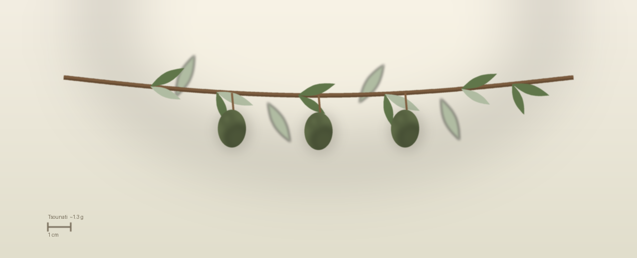 Drawing of Tsounati olives to scale, about 1.3 grams, asymmetric ovoid, green turning violet, picked end October to end November at harvest.