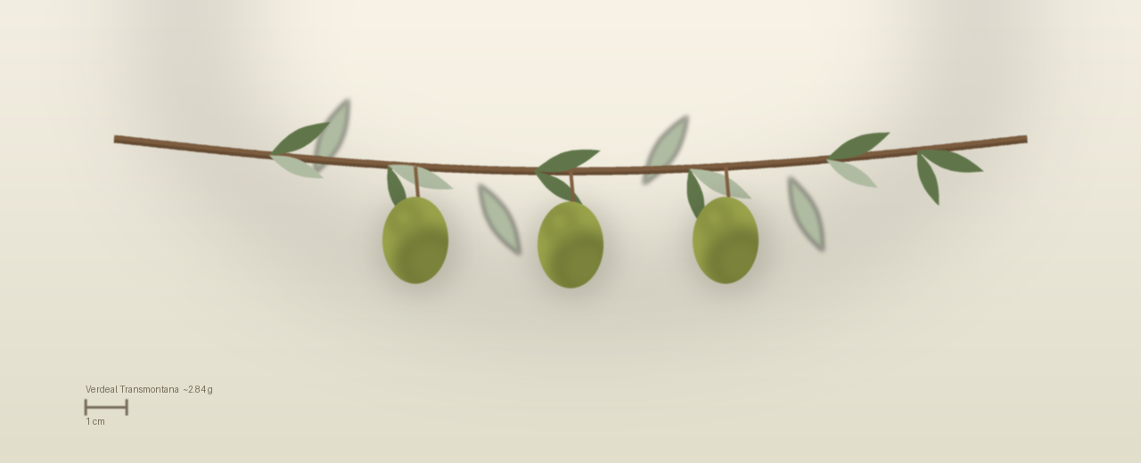 Drawing of Verdeal Transmontana olives to scale, about 2.84 grams, ovoid, yellow green, still unturned at harvest at harvest.
