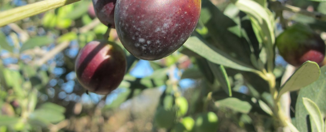 Villalonga olives on the branch