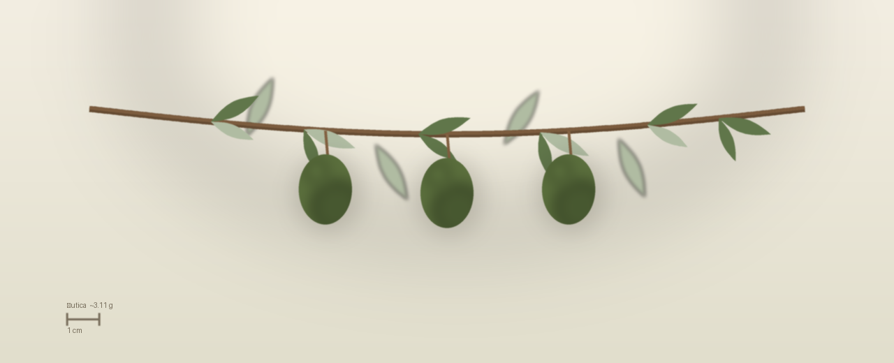 Drawing of Žutica olives to scale, about 3.11 grams, ovoid, colour not recorded at harvest.